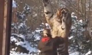 野生东北虎进村 野生东北虎进村