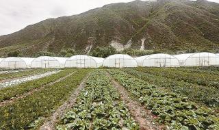 无公害蔬菜 无公害蔬菜