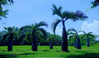 深圳红树林公园