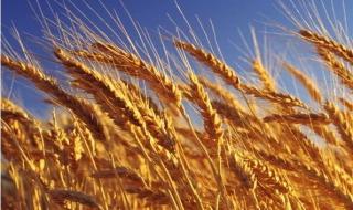 全球多国禁止粮食出口 全球多国禁止粮食出口