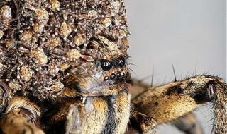 小蚂蚁避雨 小蚂蚁避雨