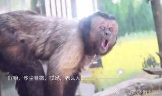 吹呀吹呀我的骄傲放纵 吹呀吹呀我的骄傲放纵