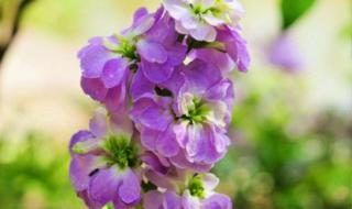 紫罗兰的花语和寓意 紫罗兰的花语和寓意