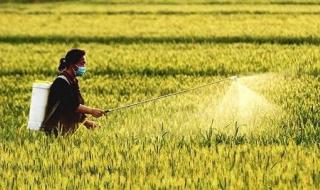 好吃不过饺子下一句