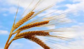 2023跳水世界杯赛程 2023跳水世界杯赛程